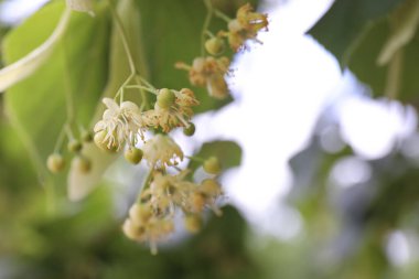Bahar günü açık havada taze yeşil yaprakları ve çiçek açan ıhlamur ağacının yakın görüntüsü.