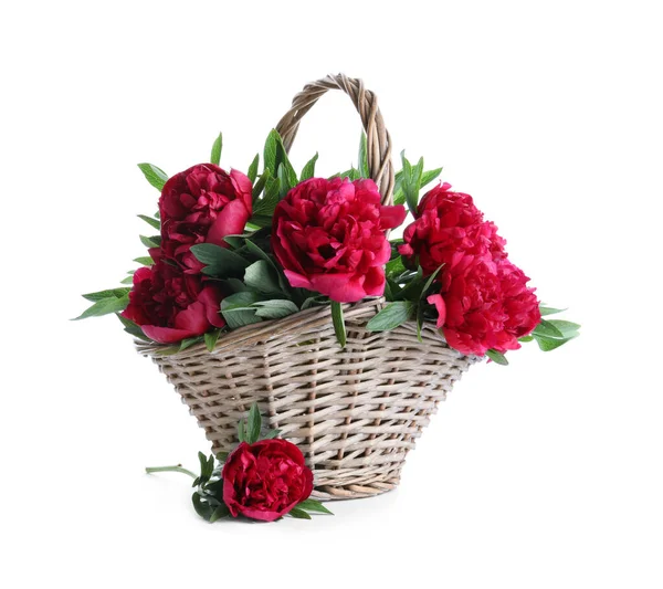Bouquet Von Schönen Roten Pfingstrosen Weidenkorb Isoliert Auf Weiß — Stockfoto