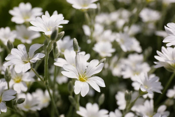 Closeup View Beautiful White Meadowfoam Field — Stock Photo, Image