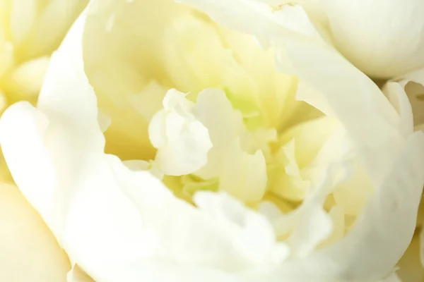 Pandangan Dekat Bunga Peony Putih Yang Indah — Stok Foto