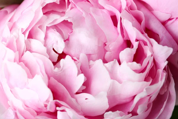 Close Uitzicht Mooie Roze Pioenroos Bloem — Stockfoto