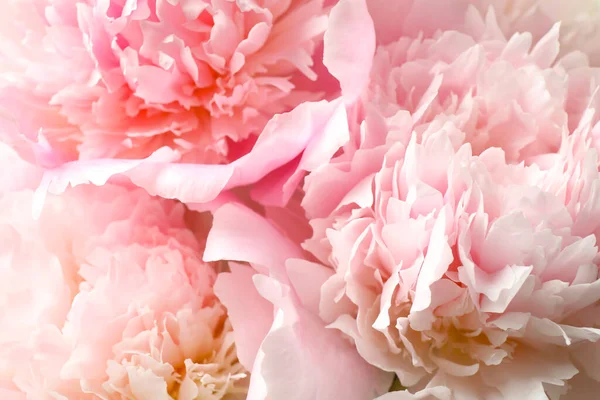 美しいピンク色の牡丹を背景に クローズアップ — ストック写真
