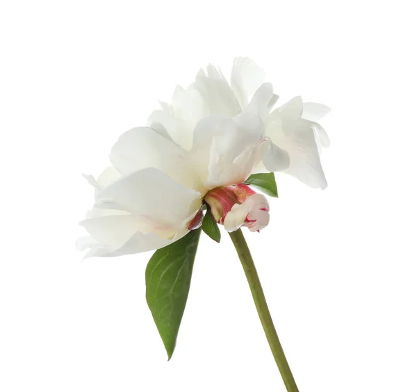 흰색으로 분리되어 아름다운 향기나는 원추리 — 스톡 사진
