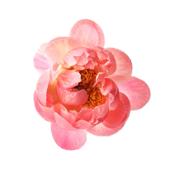 Красива Квітуча Рожева Півонія Ізольована Білому — стокове фото