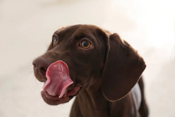漂亮的棕色德国斑纹猎犬在家里 — 图库照片