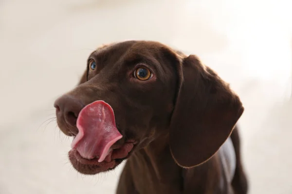 Schöne Braune Deutsche Kurzhaar Pointer Hündin Hause — Stockfoto