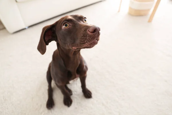 Güzel Kahverengi Alman Shorthaired Pointer Köpeği Evde — Stok fotoğraf