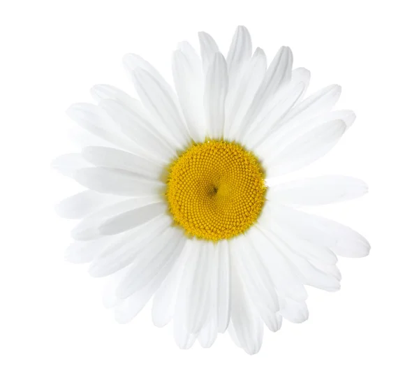 Όμορφο Φρέσκο Λουλούδι Χαμομηλιού Απομονωμένο Λευκό — Φωτογραφία Αρχείου