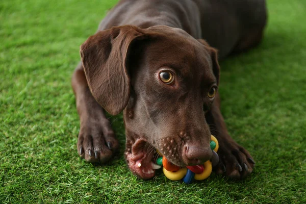 Alman Shorthaired Pointer Dog Yeşil Çimlerde Oyuncakla Oynuyor — Stok fotoğraf