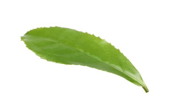 Folha Verde Planta Chá Isolado Branco — Fotografia de Stock