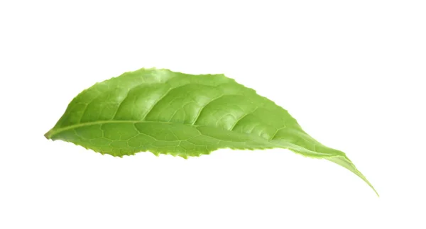 白に隔離された茶葉の緑葉 — ストック写真
