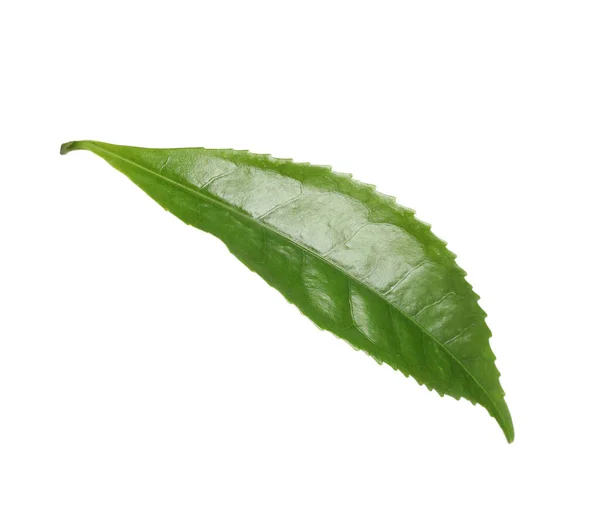 Зелений Лист Чайної Рослини Ізольовано Білому — стокове фото