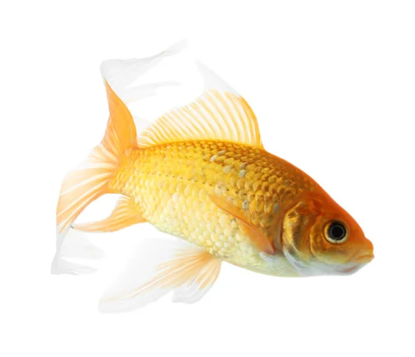 Beautiful Bright Small Goldfish Isolated White — Stock Photo, Image