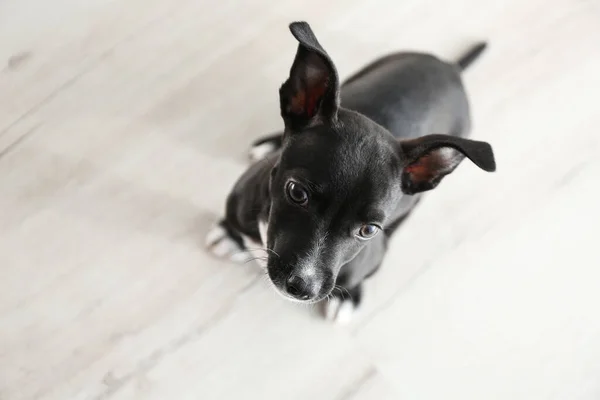 Cãozinho Bonito Dentro Casa Acima Vista Bebê Animal — Fotografia de Stock