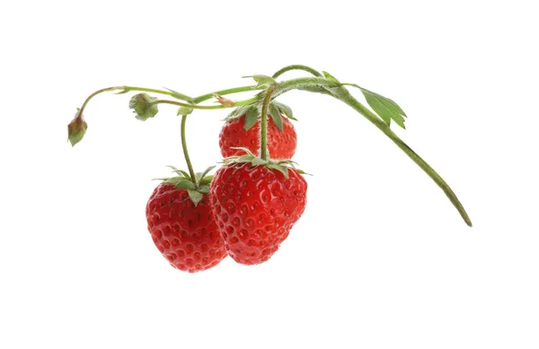 Fresas Maduras Tallo Sobre Fondo Blanco — Foto de Stock