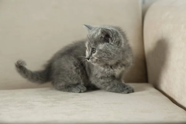 Lindo Gatito Británico Shorthair Sofá Beige Bebé Animal — Foto de Stock