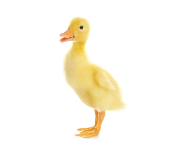 Bébé Canard Moelleux Mignon Sur Fond Blanc — Photo