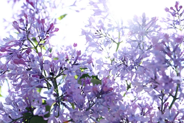 Vue Rapprochée Bel Arbuste Lilas Fleurs Extérieur — Photo