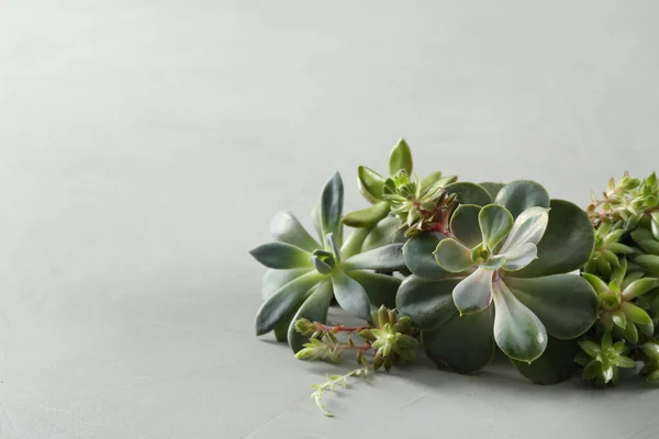 Belles Écheverias Sur Fond Gris Clair Plantes Succulentes — Photo