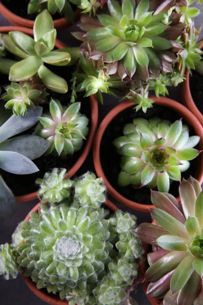 Molte Echeverias Diverse Sul Tavolo Posa Piatta Belle Piante Succulente — Foto Stock