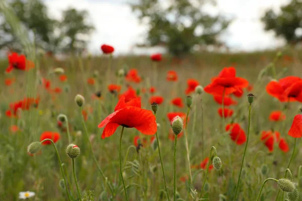 Красивые Красные Цветы Мака Растут Поле — стоковое фото