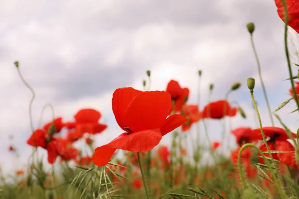 Vackra Röda Vallmo Blommor Växer Fält Närbild — Stockfoto