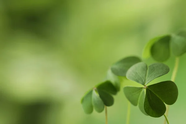 Klaver Vertrekt Wazige Achtergrond Ruimte Voor Tekst Patrick Day Symbool — Stockfoto