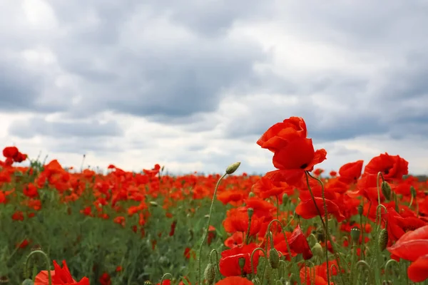 Vackra Röda Vallmo Blommor Som Växer Fält — Stockfoto