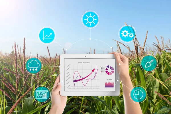 Moderne Landbouw Vrouw Met Tablet Maïsveld Pictogrammen Close — Stockfoto
