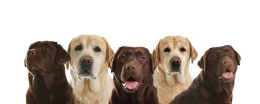 Beyaz arka planda Labrador Retriever köpekleri seti. Pankart tasarımı
