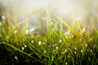 Güneşli bir günde çiyli yemyeşil çimenler, yakın plan.