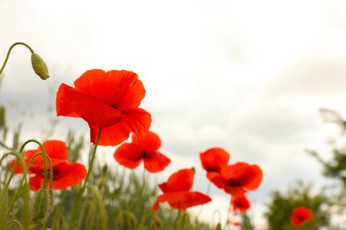 Tarlada yetişen güzel kırmızı gelincik çiçekleri, yakın plan. Metin için boşluk