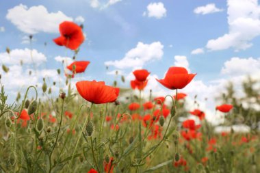Tarlada yetişen güzel kırmızı gelincik çiçekleri