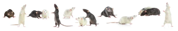 Set Von Niedlichen Kleinen Ratten Auf Weißem Hintergrund Banner Design — Stockfoto