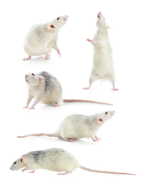 Set Cute Little Rats White Background — Stock Photo, Image