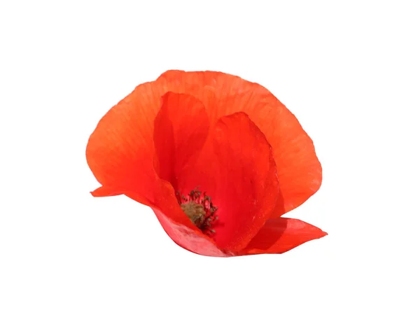 Mooie Rode Papaver Bloem Geïsoleerd Wit — Stockfoto