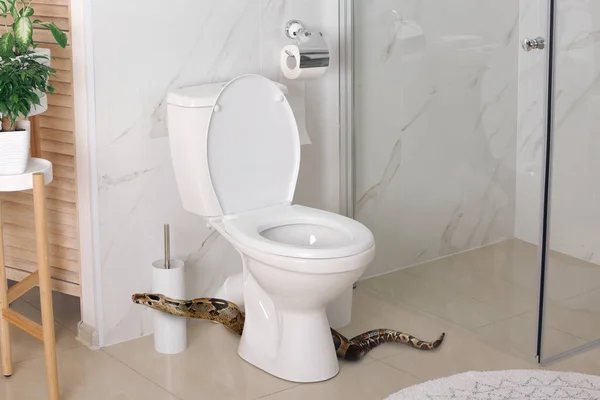 Hnědý Boa Zúžení Záchodové Mísy Koupelně — Stock fotografie