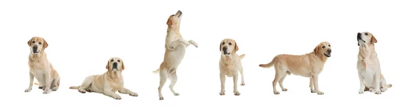 Conjunto Adoráveis Cães Labrador Retriever Sobre Fundo Branco Design Banner — Fotografia de Stock