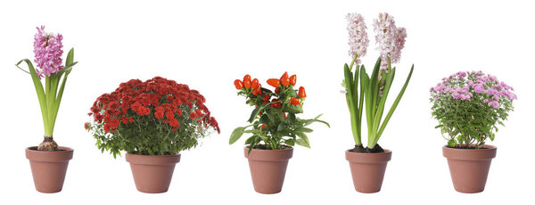 Набор цветущих растений в цветочных горшках на белом фоне. Баннерный дизайн
