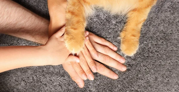 Família Seu Animal Estimação Mãos Dadas Sobre Tapete Cinza Vista — Fotografia de Stock