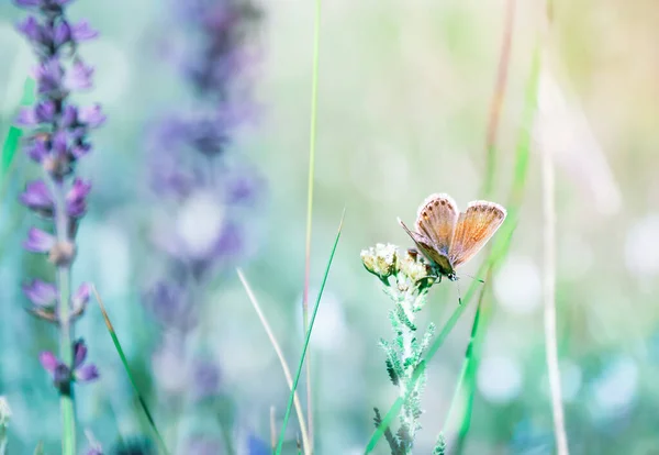 Borboleta Azul Bonita Adonis Planta Campo Close — Fotografia de Stock