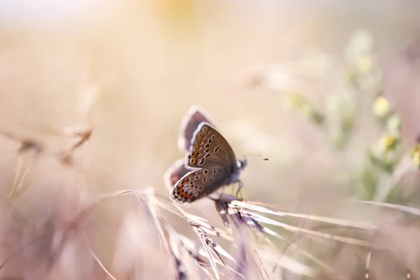 Belle Adonis Papillon Bleu Sur Plante Dans Champ Gros Plan — Photo