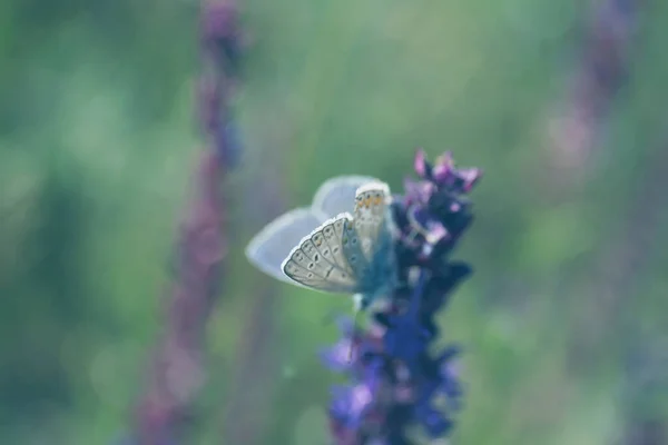 Beau Adonis Papillon Bleu Sur Fleur Dans Champ Gros Plan — Photo