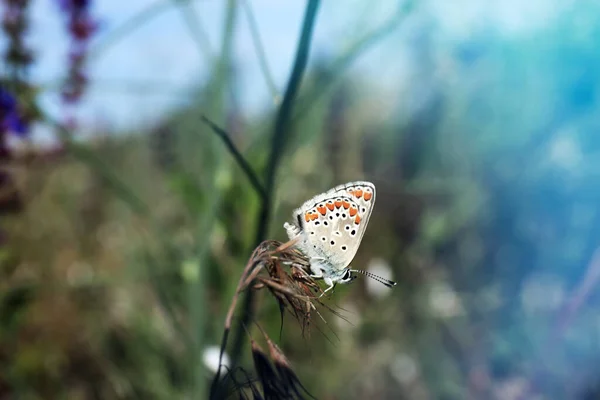 Borboleta Azul Bonita Adonis Planta Campo Close — Fotografia de Stock