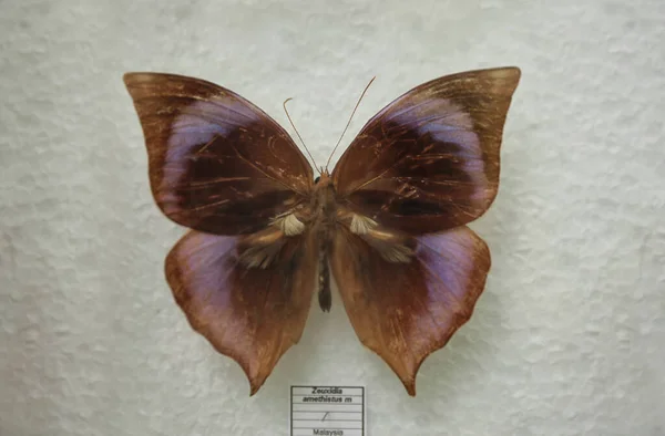 Mooie Zeuxidia Aurelius Vlinder Witte Achtergrond — Stockfoto