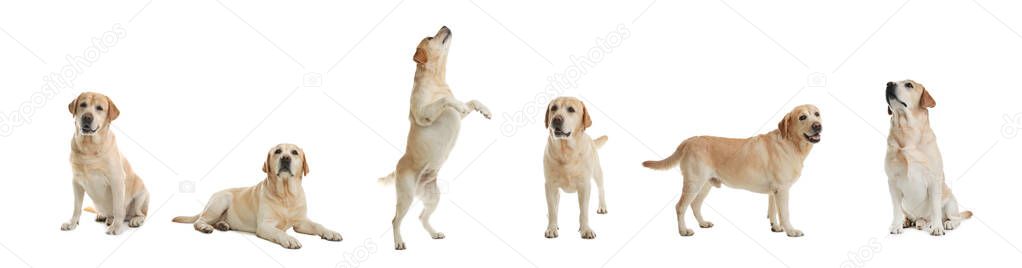Set of adorable Labrador Retriever dogs on white background. Banner design 