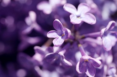 Güzel çiçek açan leylak çalıların yakın görüntüsü.