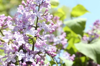 Güzel çiçek açan leylak çalıların yakın görüntüsü.