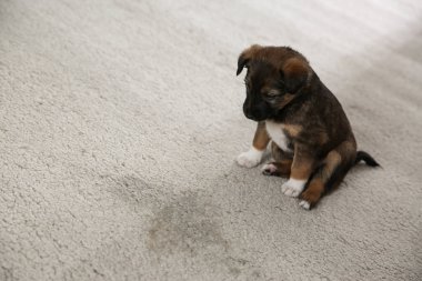 Kapalı alanda ıslak bir yere yakın sevimli bir köpek yavrusu. Metin için boşluk