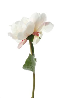 Güzel kokulu şakayık çiçeği bembeyaz